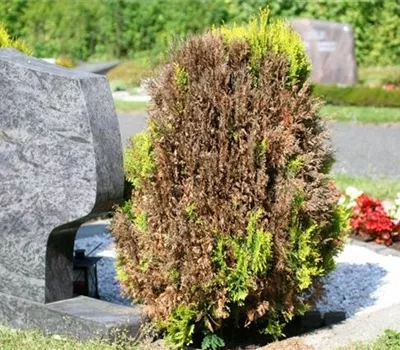 Absterbeerscheinungen am Lebensbaum