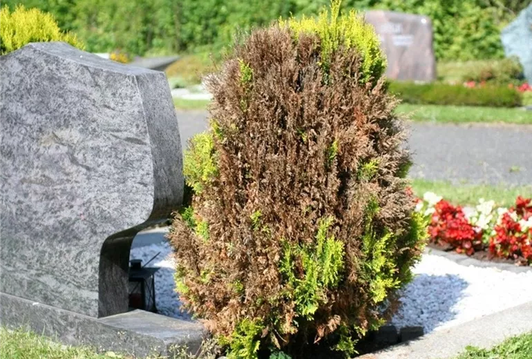 Absterbeerscheinungen an Scheinzypresse Absterbeerscheinungen an Scheinzypresse