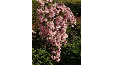 Kolkwitzie