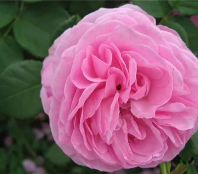 Rosa (Bourbonrose) 'Louise Odier'