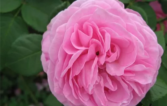 Rosa (Bourbonrose) 'Louise Odier'