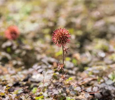 Acaena microphylla 'Kupferteppich' Acaena microphylla 'Kupferteppich'