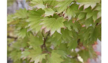 Japan. Ahorn, Fächerahorn