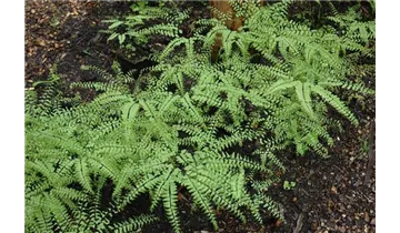 Adiantum pedatum
