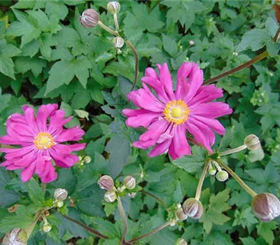 Anemone hupehensis 'Prinz Heinrich'