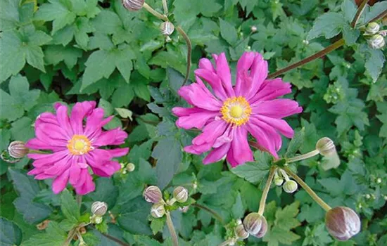 Anemone hupehensis 'Prinz Heinrich'