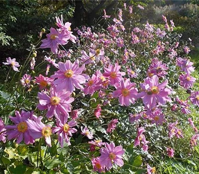Anemone hybrida (x) 'Pamina'