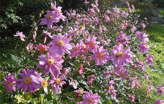 Anemone hybrida (x) 'Pamina'