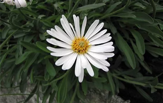 Aster alpinus 'Albus'
