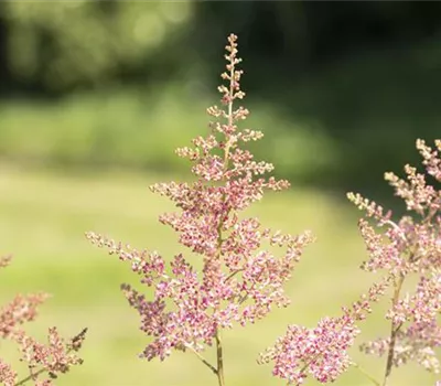 Astilbe (Arendsii-Gruppe) 'Anita Pfeifer'