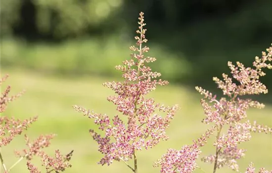 Astilbe (Arendsii-Gruppe) 'Anita Pfeifer'