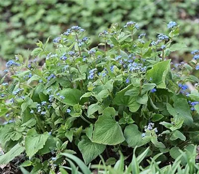 Brunnera macrophylla