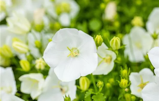 Campanula carpatica 'Weisse Clips'