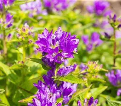Campanula glomerata 'Acaulis'