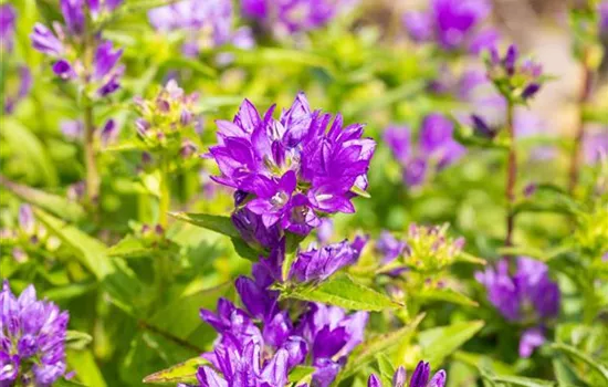 Campanula glomerata 'Acaulis'