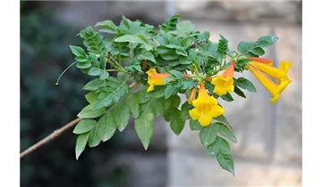 Trompetenblume