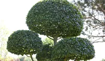 Hainbuche