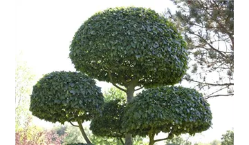 Hainbuche