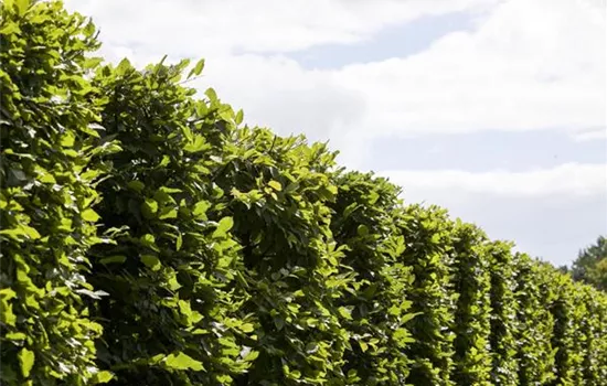 Carpinus betulus 'Frans Fontaine'