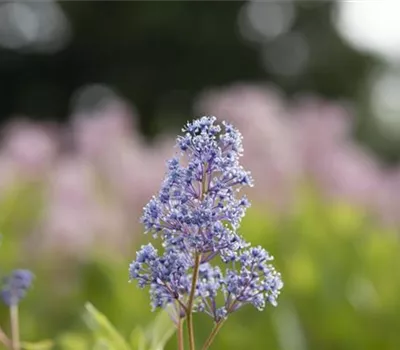 Ceanothus delilianus (x) 'Gloire de Versailles'