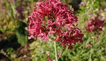 Spornblume