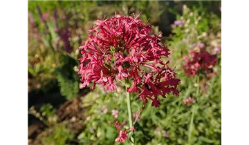 Spornblume