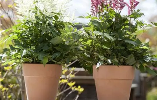 Garten to go: ungewöhnliche Pflanzgefässe im mobilen Garten