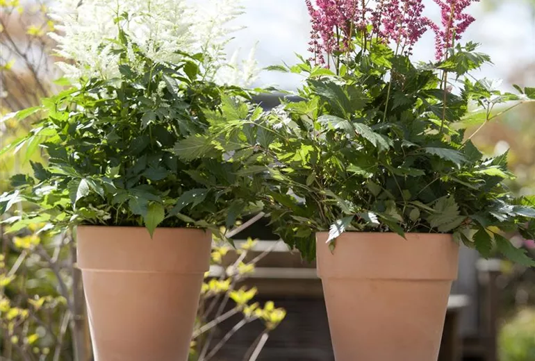 Astilbe x arendsii