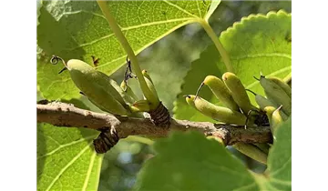 Kuchenbaum
