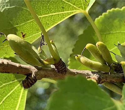 Cercidiphyllum japonicum
