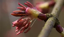 Kuchenbaum