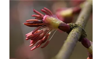 Kuchenbaum