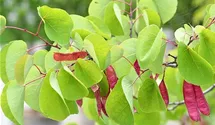 Judasbaum