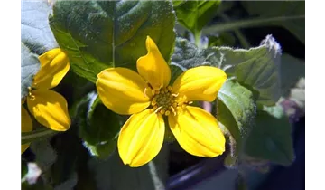 Goldkörbchen