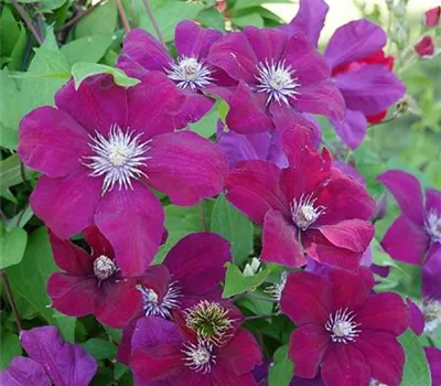 Clematis (Jackmanii) 'Rouge Cardinal'
