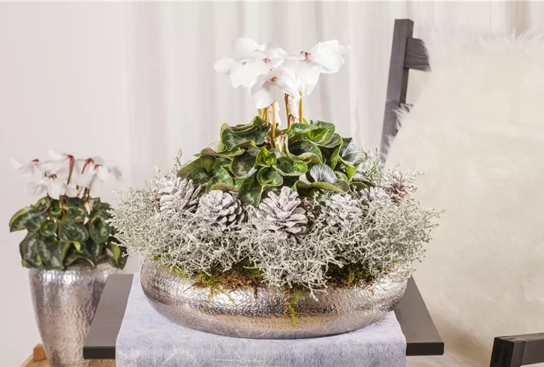 Cyclamen persicum, weiss
