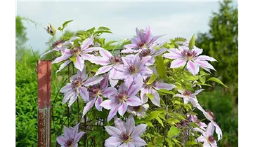 Waldrebe, Clematis