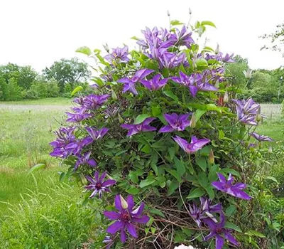 Clematis (Patens) 'The President'