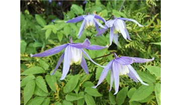 Alpenrebe, Clematis