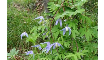 Alpenrebe, Clematis