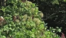 Waldrebe, Clematis