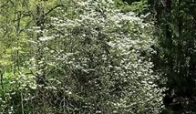 Blumenhartriegel