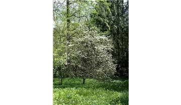 Blumenhartriegel