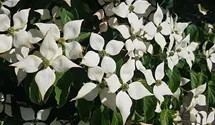 Blumenhartriegel