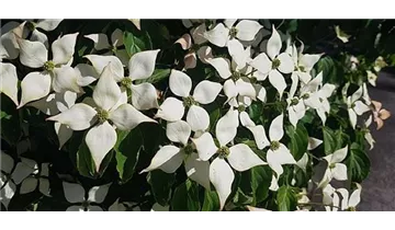 Blumenhartriegel