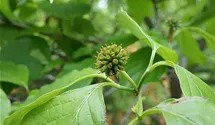 Blumenhartriegel