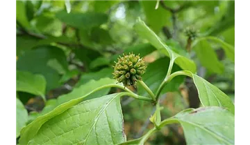 Blumenhartriegel