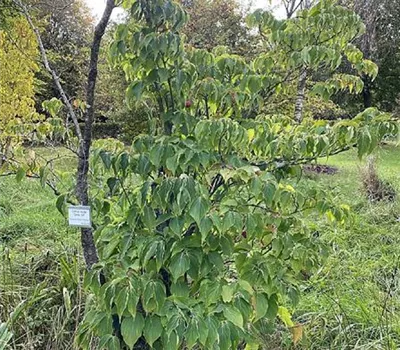 Cornus kousa 'China Girl'