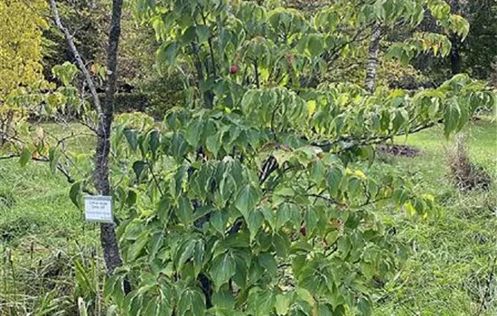 Cornus kousa 'China Girl'