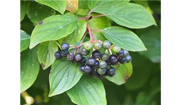 Roter Hartriegel